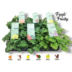 Pel. Fresh&Fruity® Mixtray