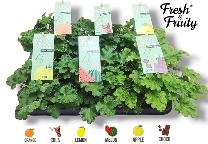 <h4>Pel. Fresh&Fruity® Mixtray</h4>