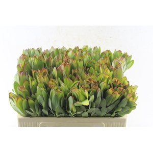 Leucad Saf Goldstrik