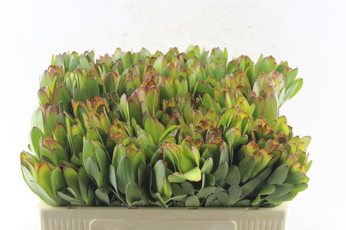 <h4>Leucad Saf Goldstrik</h4>