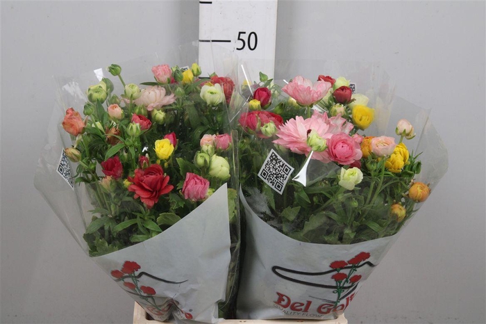 <h4>Ran Butterfly Rainbow</h4>