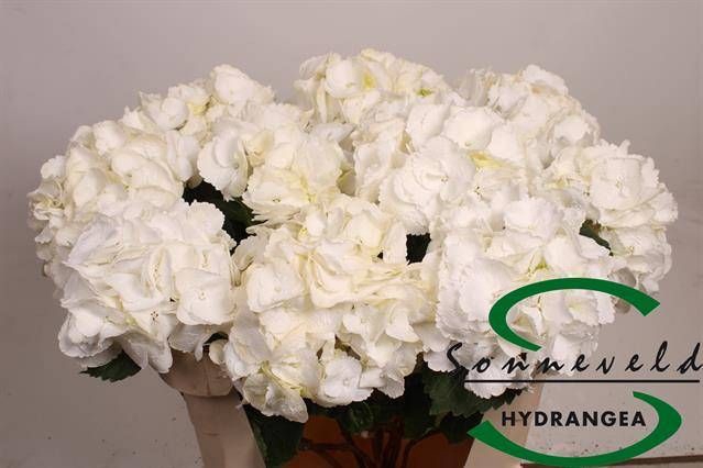 <h4>HYDR M ROYAL PRINCES</h4>