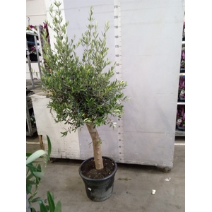 Olea europaea