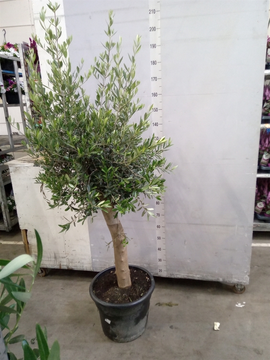 <h4>Olea europaea</h4>