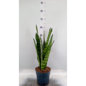 Sansevieria trifa.   ...