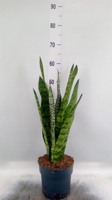 <h4>Sansevieria trifa. ...</h4>