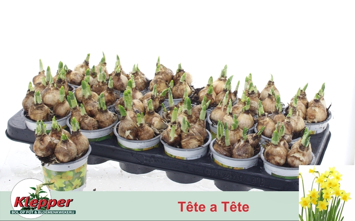 <h4>NARCISSUS TETE A TETE P9</h4>