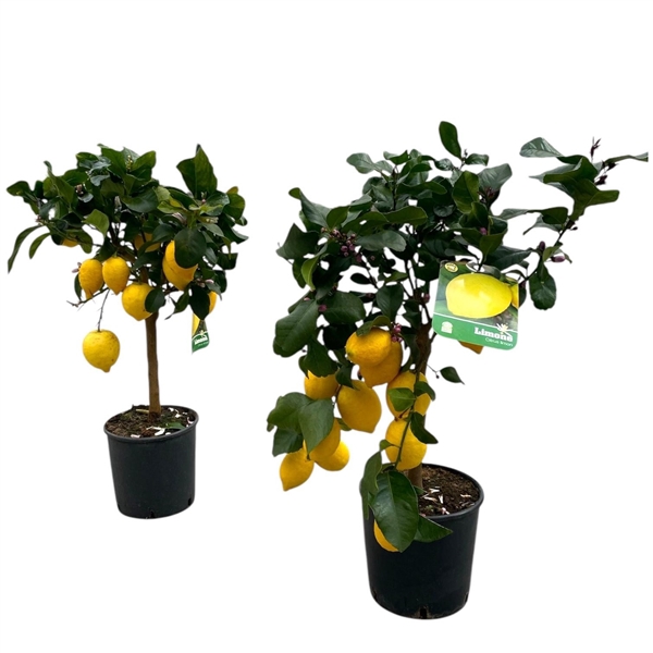 <h4>Citrus Lemon "op stam" - 7/8 vruchten</h4>