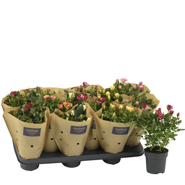 <h4>Rosa Victory Mix Paper Sleeve</h4>