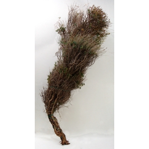 EUPHORBIA SPINOSA LONG 300