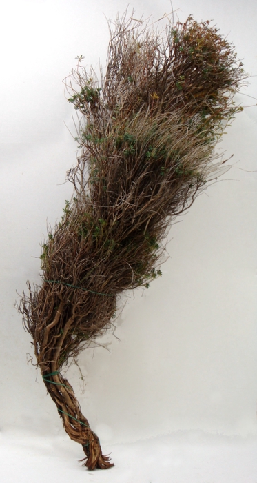 <h4>EUPHORBIA SPINOSA LONG 300</h4>