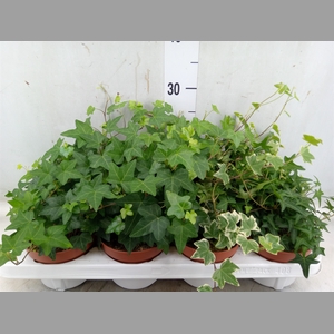 Hedera helix   ...mix 3