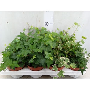 Hedera helix   ...mix 3