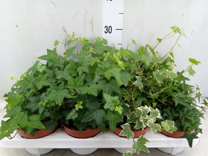 <h4>Hedera helix   ...mix 3</h4>