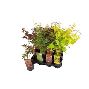 Acer Palmatum Mix