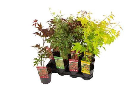 <h4>Acer Palmatum Mix</h4>