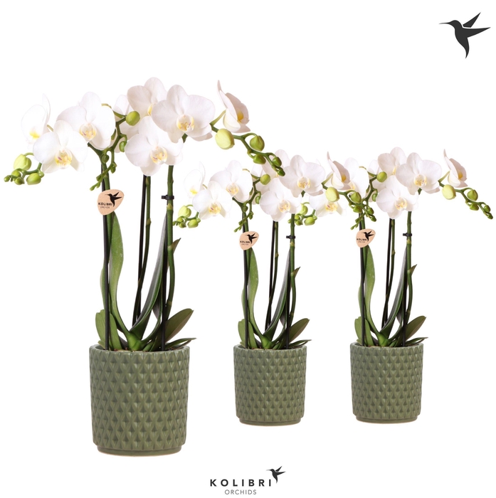 <h4>Kolibri Orchids Phalaenopsis white 3 spike in Diamond pot green</h4>