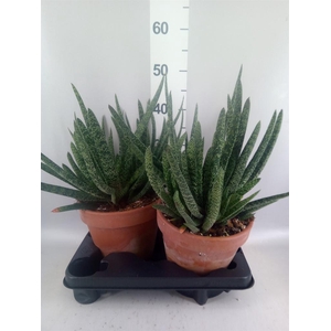 Gasteria carinata var. verrucosa
