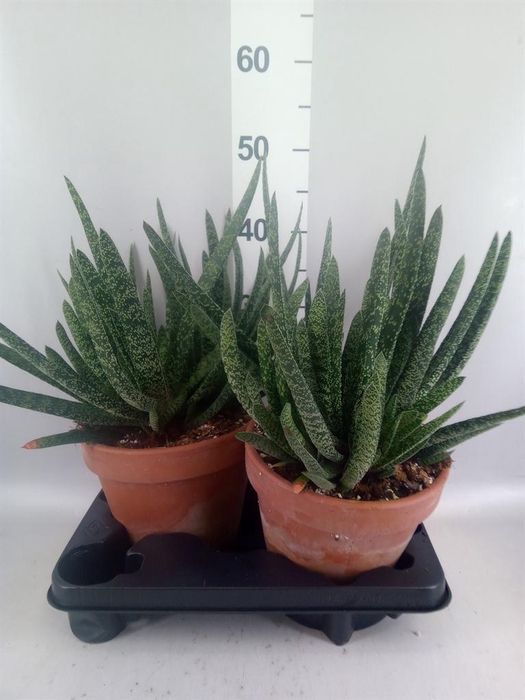 <h4>Gasteria carinata var. verrucosa</h4>