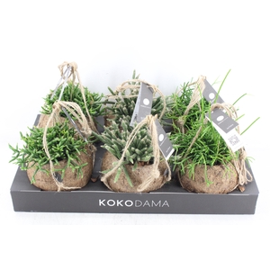 arr3 Kokoplant - Rhipsalis mix x6