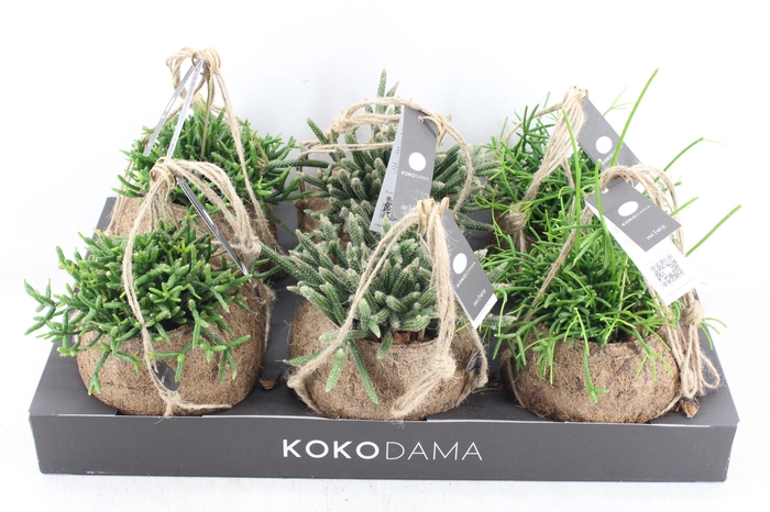 <h4>arr3 Kokoplant - Rhipsalis mix x6</h4>