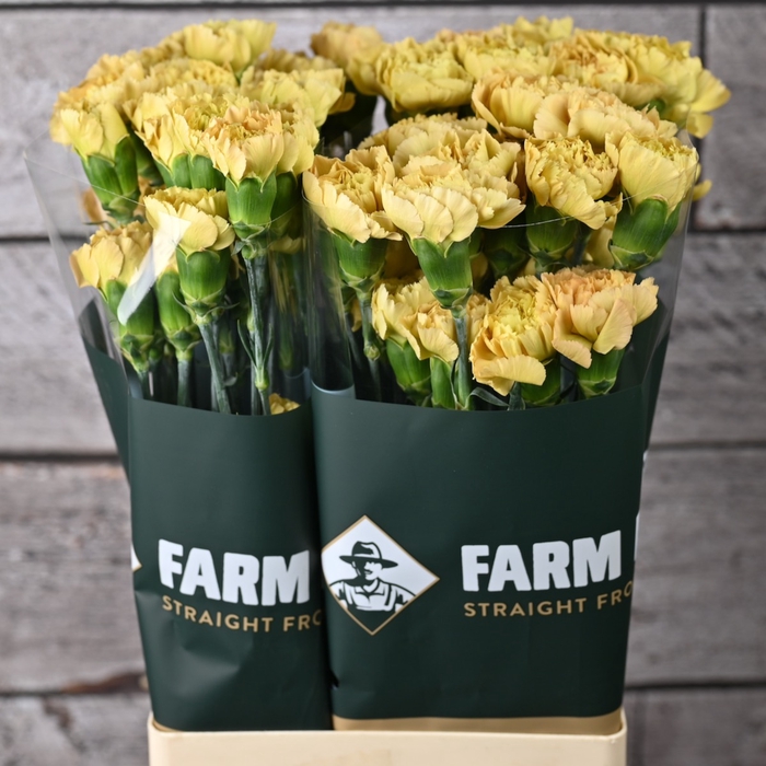 <h4>DI ST AMBAR</h4>