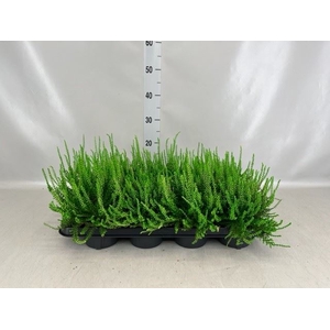 Calluna vulg.   ...