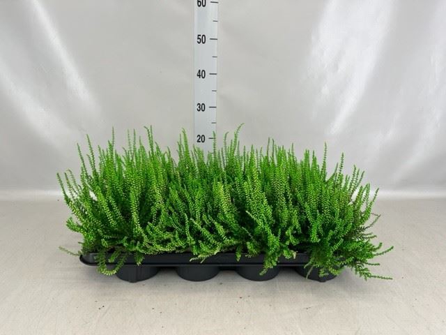 <h4>Calluna vulg.   ...</h4>