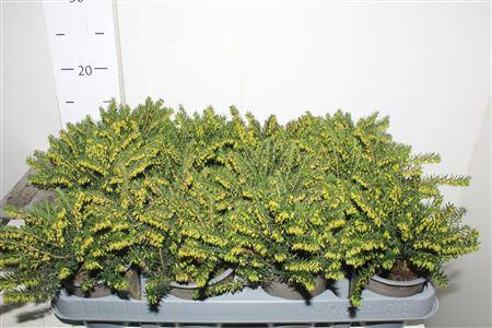 <h4>Eric Da Weisse Lena</h4>