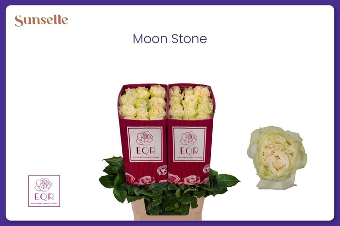 <h4>R GR MOONSTONE</h4>