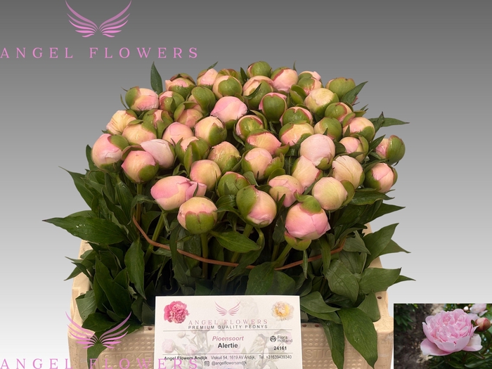 <h4>PAEO L ALERTIE</h4>