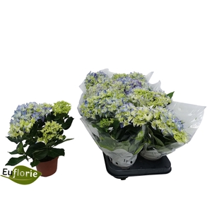 HYDR M EARLY BLUE