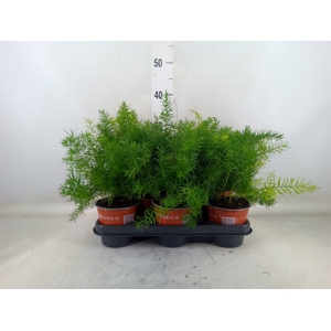 Asparagus dens. 'Sprengeri'