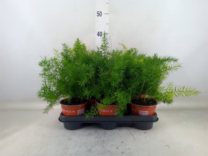<h4>Asparagus dens. 'Sprengeri'</h4>