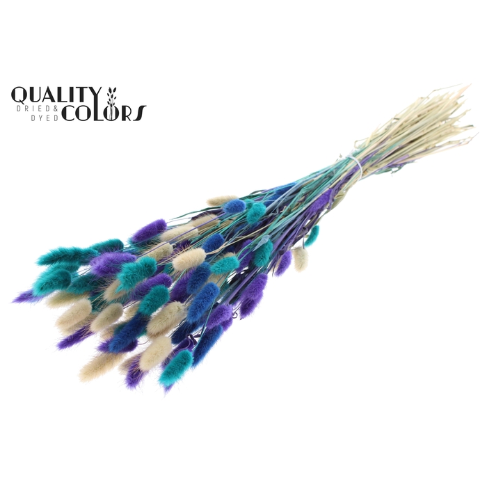 <h4>Lagurus Premium per bunch Scandinavian Mix</h4>