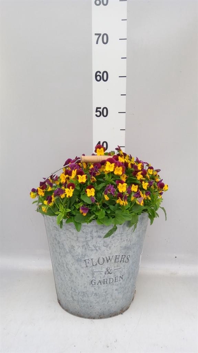 <h4>Viola corn. ...</h4>
