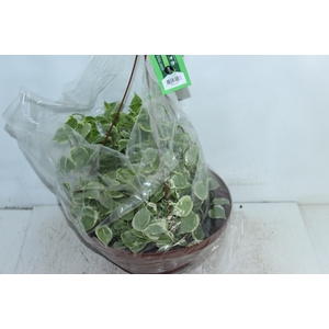PEPEROMIA SCANDENS C32