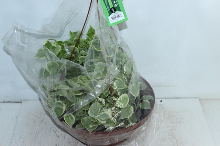 <h4>PEPEROMIA SCANDENS C32</h4>