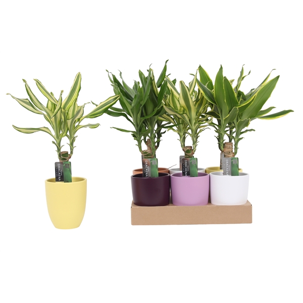 <h4>Dracaena 3 color mix 11cm Ceramics Mix</h4>