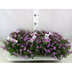 Campanula  'Ambella Pink'