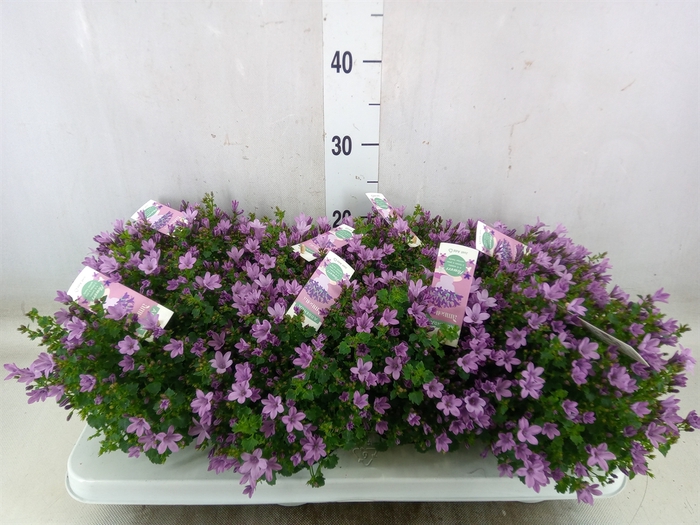 <h4>Campanula  'Ambella Pink'</h4>