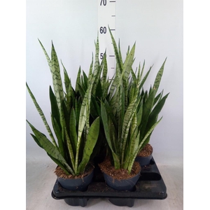 Sansevieria trifa.   ...