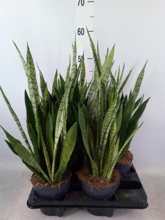 <h4>Sansevieria trifa.   ...</h4>
