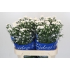 Aster Cassy