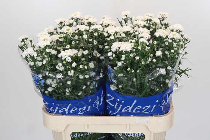 Aster Cassy