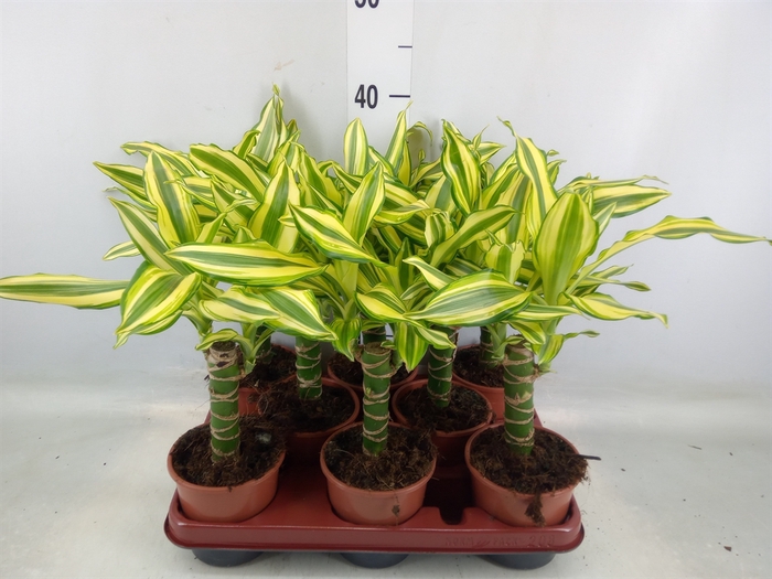 <h4>Dracaena frag. 'Yellow Coast'</h4>