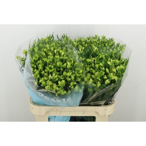 Alstr Fl White Pearls