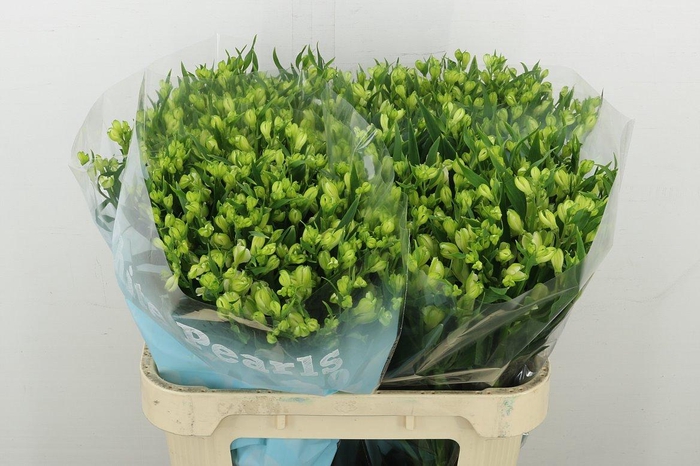 <h4>Alstr Fl White Pearls</h4>