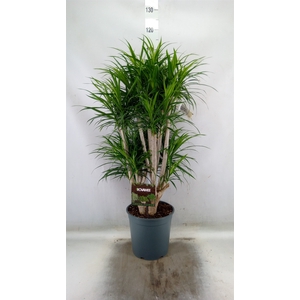 Dracaena refl. 'Anita'