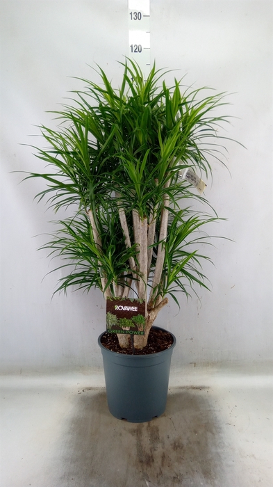 <h4>Dracaena refl. 'Anita'</h4>